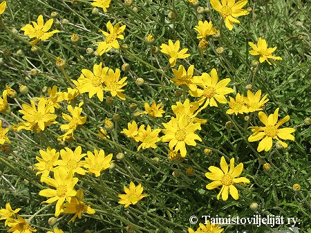  Eriophyllum lanatum